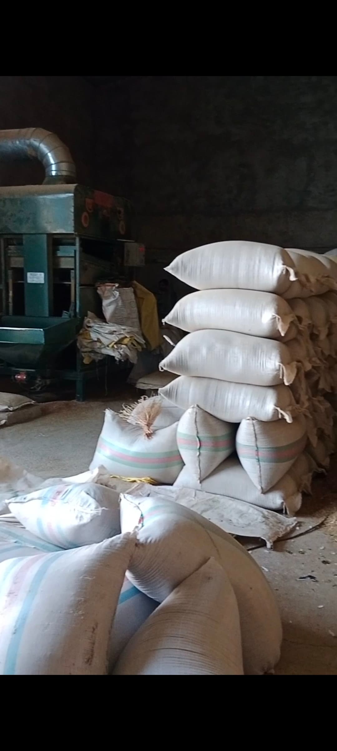 تصویر 1 از فروش گشنیز درجه یک کرمانشاه توسط آناهیتا